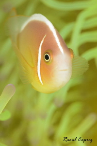 Little curious by Raoul Caprez 